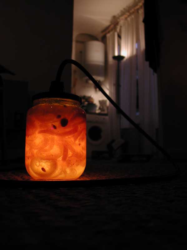 photo-lightinfood-marmelade-orange